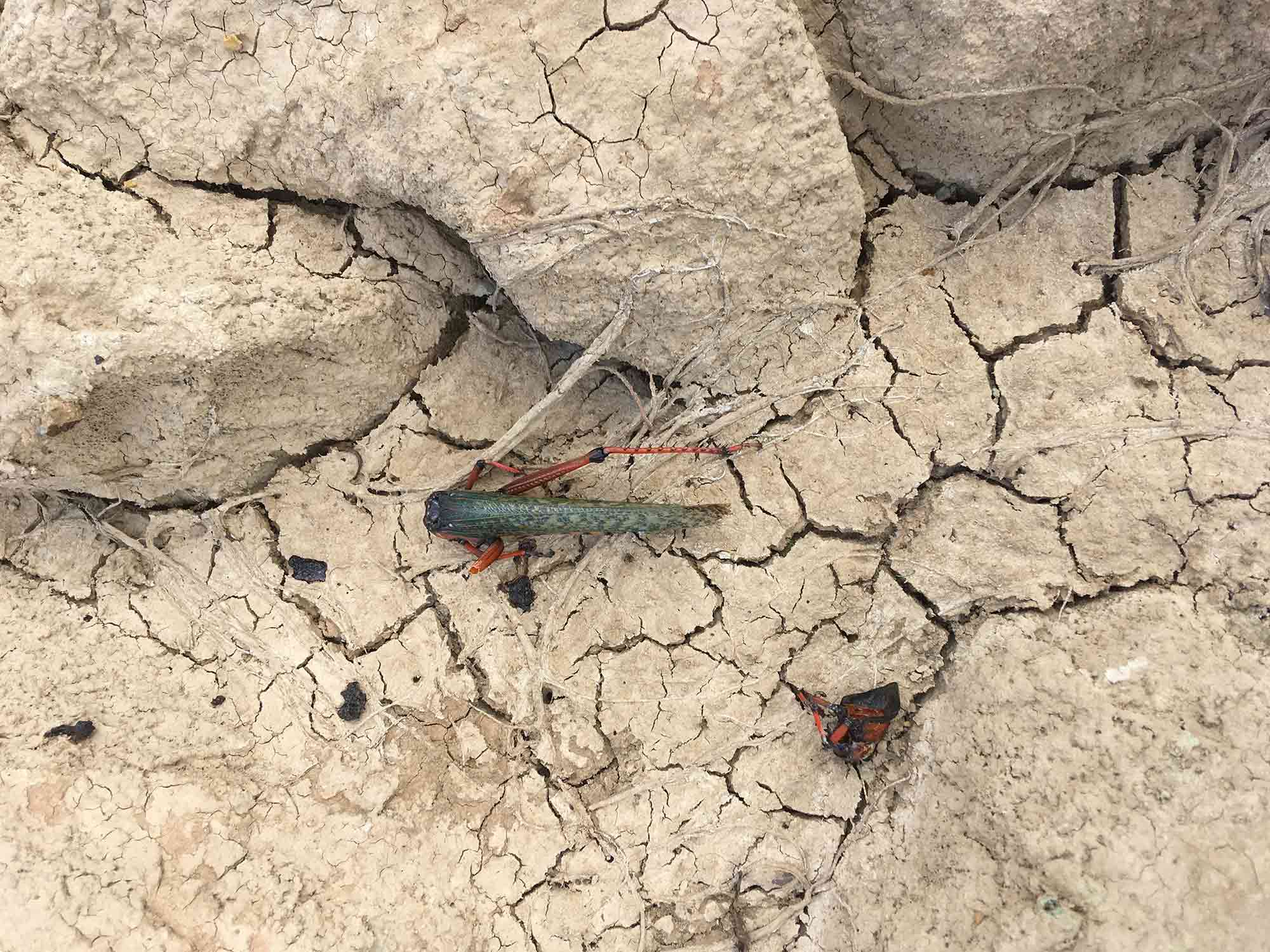 Decapitated River / Cerrejon coal mine in Colombia has diverted the River Bruno. In this international delegation to visit the works, we found the new river bed dead, as is this grasshopper on the same path (diana.salazar@ucl.ac.uk)